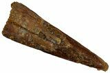 Fossil Pterosaur (Siroccopteryx) Tooth - Morocco #297006-1